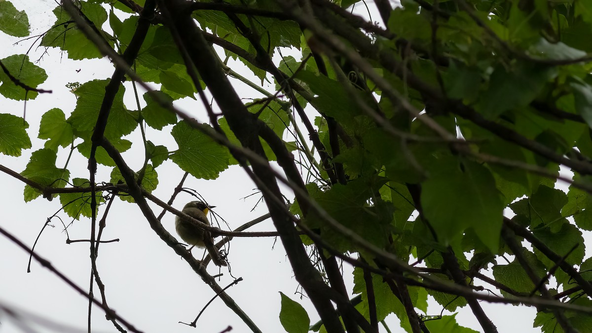 Common Yellowthroat - ML620132685