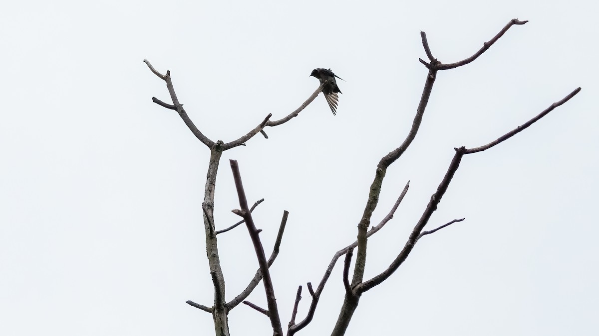 Purple Martin - ML620132698