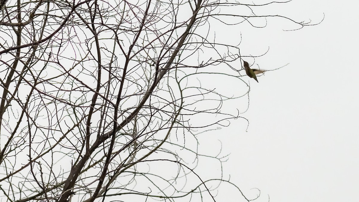 Yakut Boğazlı Kolibri - ML620132701