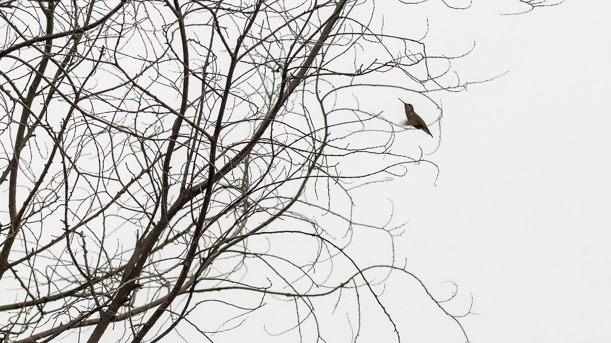 Yakut Boğazlı Kolibri - ML620132702