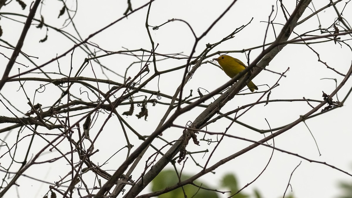 Yellow Warbler - ML620132707