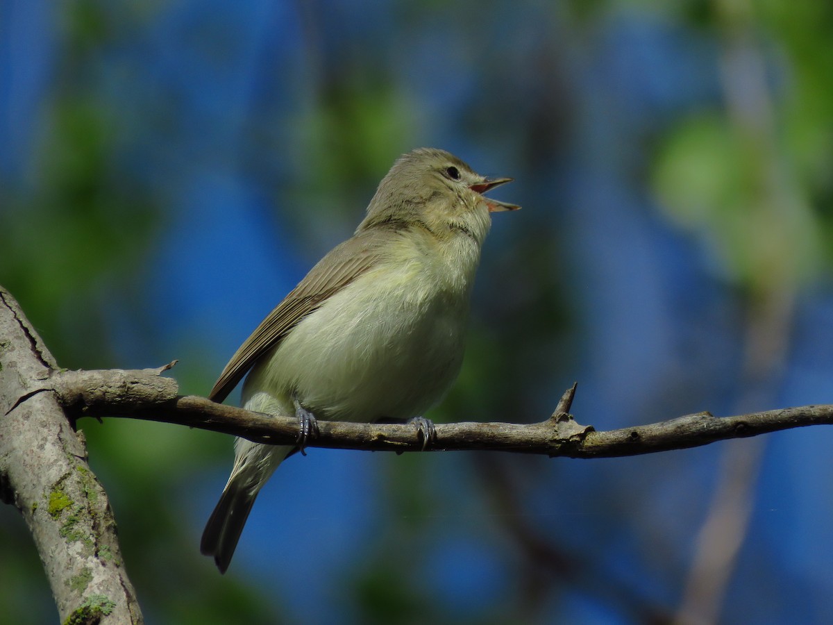 Warbling Vireo - Ron Ahle