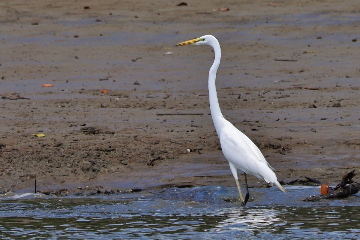 Great Egret - ML620132712