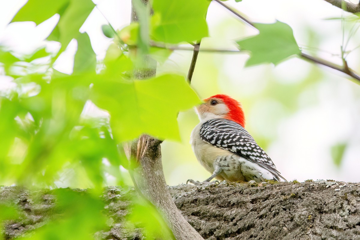Red-bellied Woodpecker - ML620132715