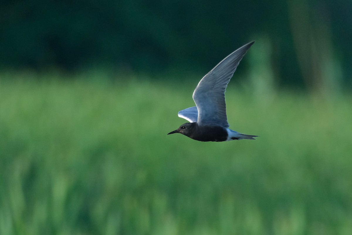 Black Tern - ML620132719