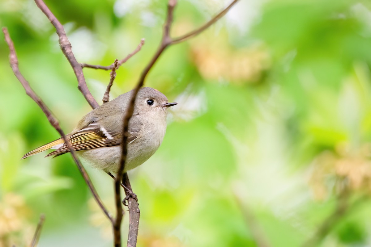 Ruby-crowned Kinglet - ML620132721