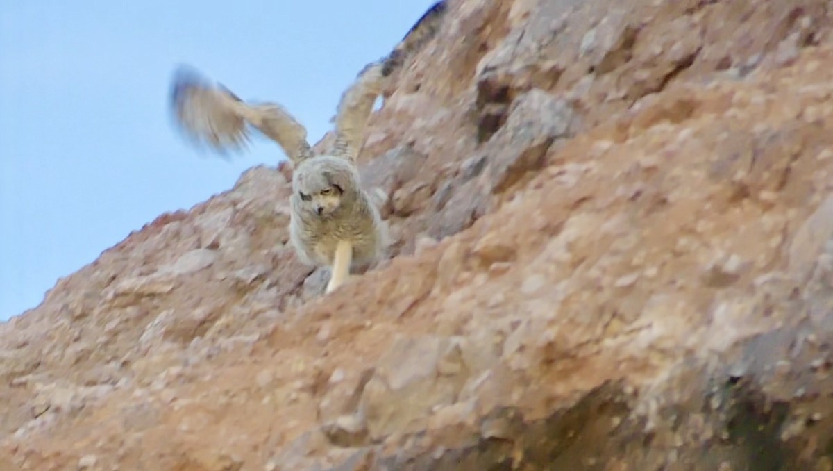 Great Horned Owl - ML620132722