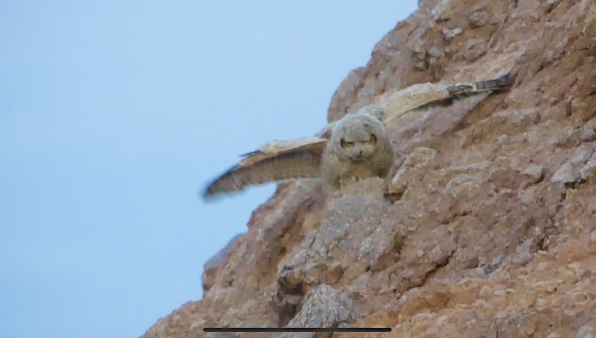 Great Horned Owl - ML620132723