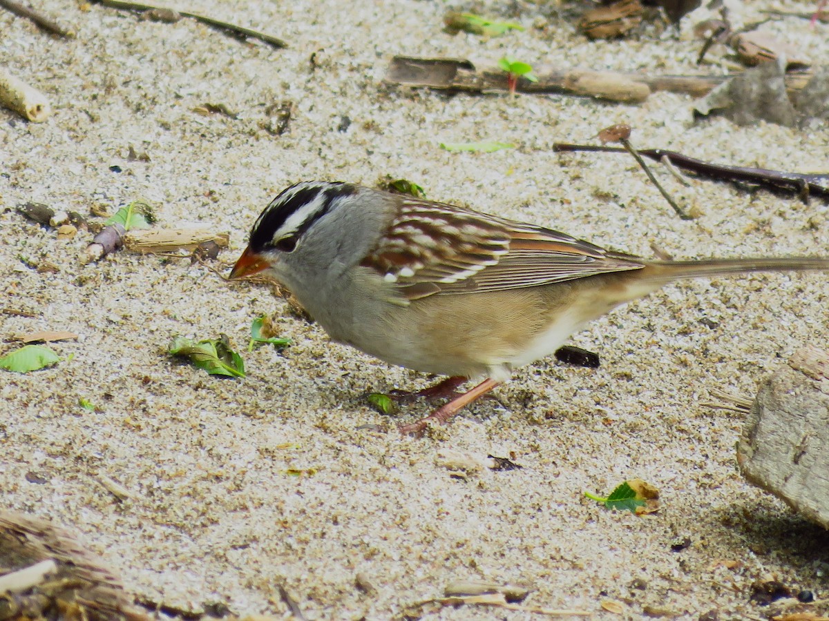 White-crowned Sparrow - Ron Ahle