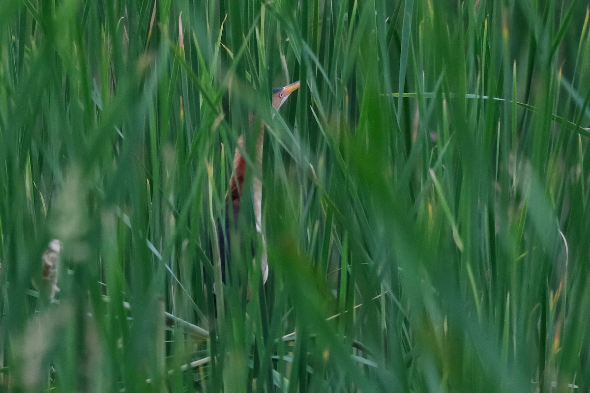 Least Bittern - ML620132726