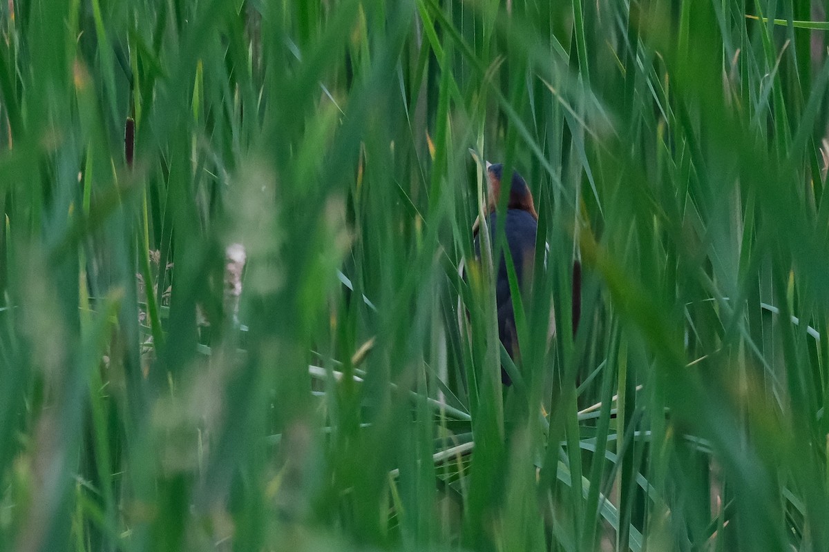 Least Bittern - ML620132728