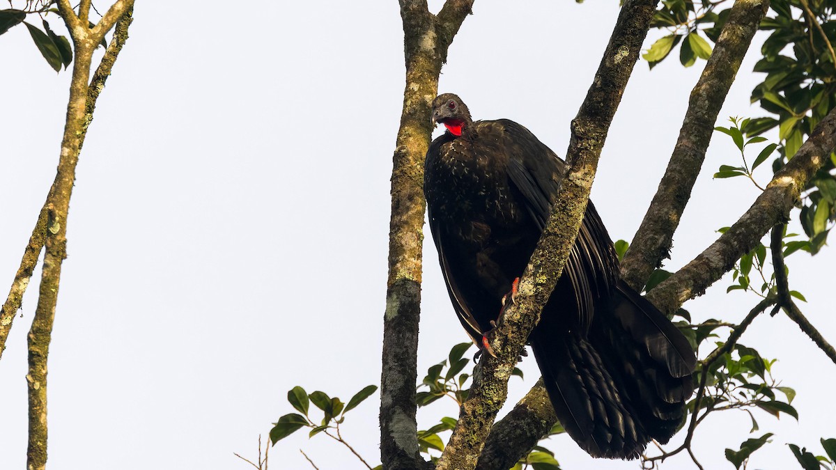 Crested Guan - ML620132730