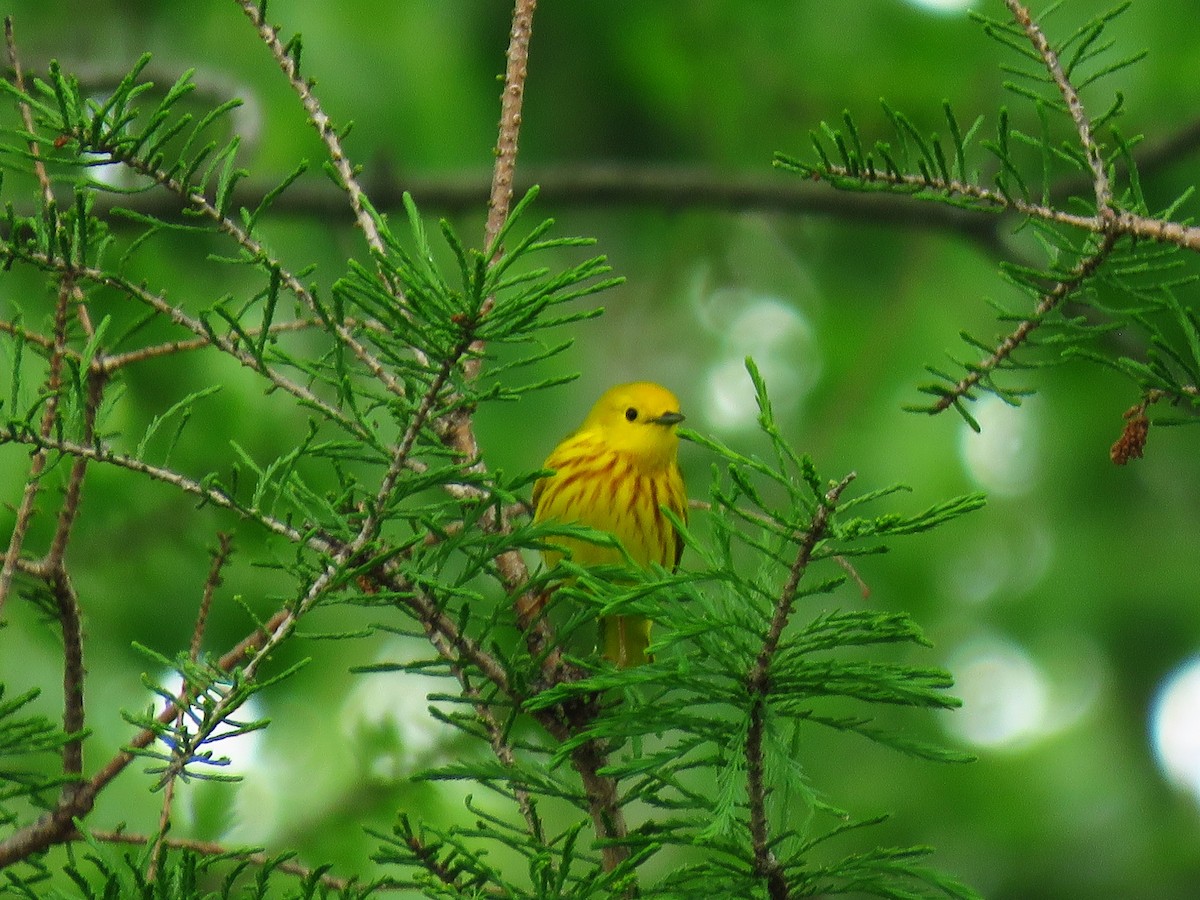 Yellow Warbler - ML620132732