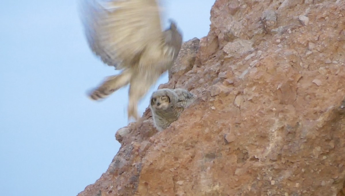 Great Horned Owl - ML620132733