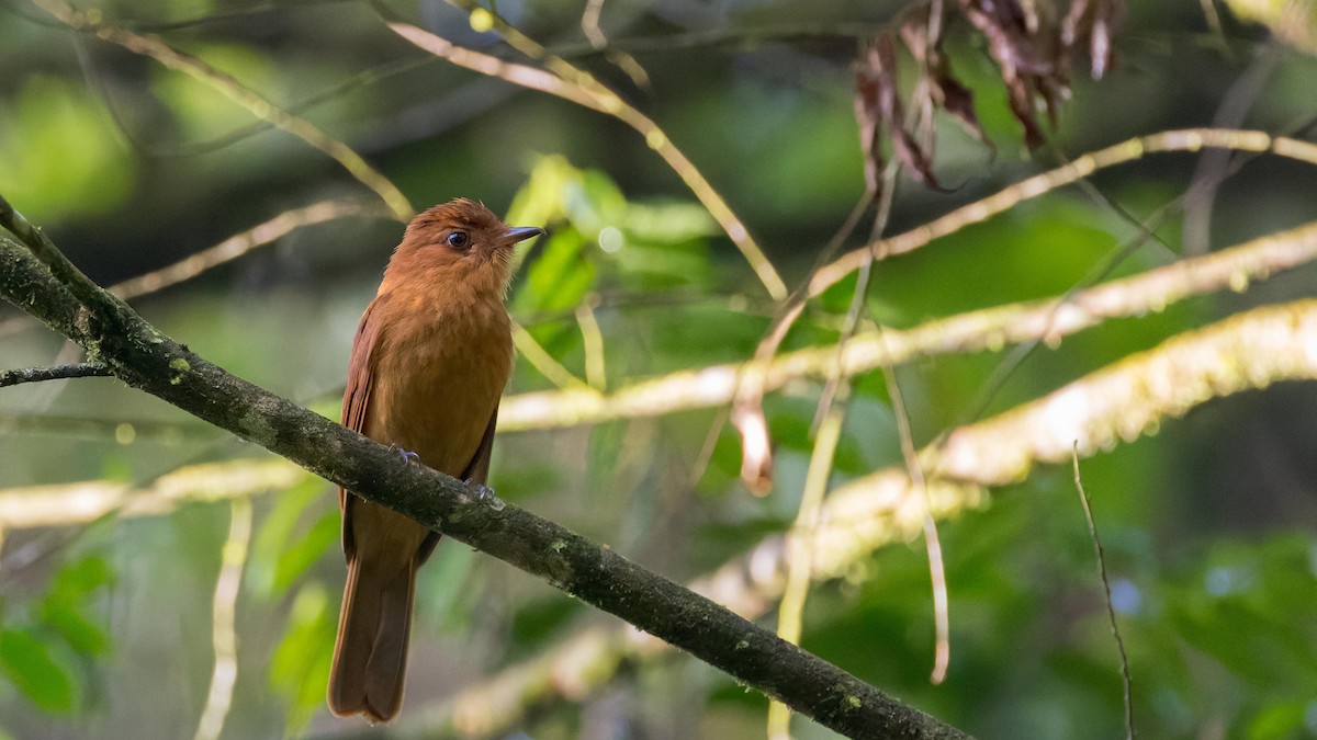 Rufous Mourner - ML620132735