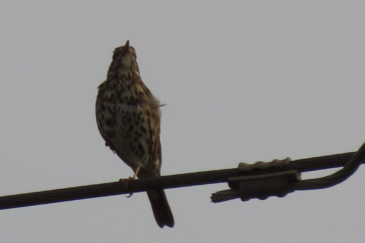 Song Thrush - ML620132739