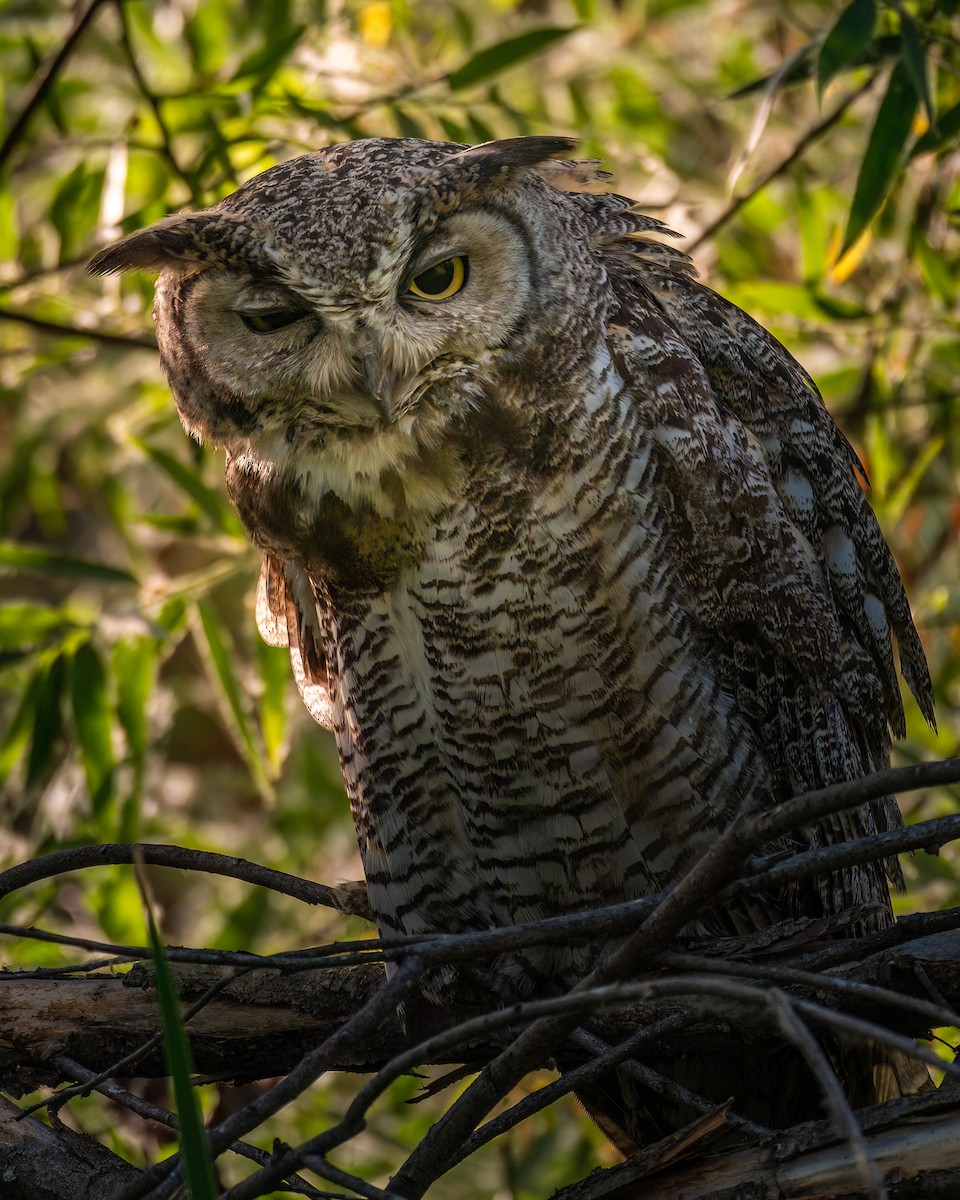 Great Horned Owl - ML620132754