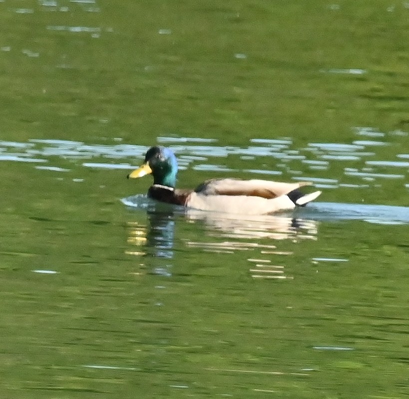 Mallard - ML620132755