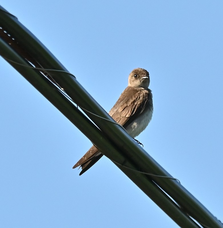 Northern Rough-winged Swallow - ML620132765