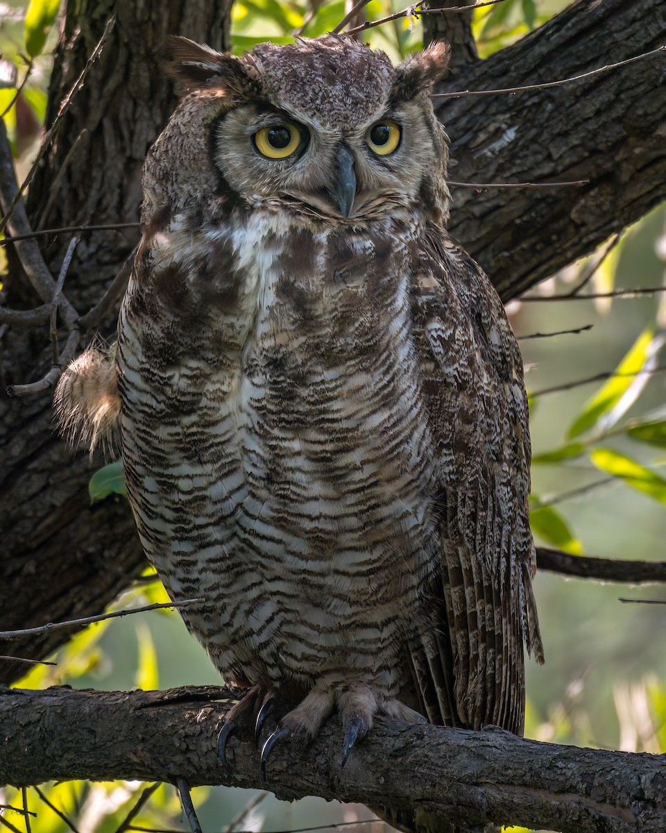 Great Horned Owl - ML620132780