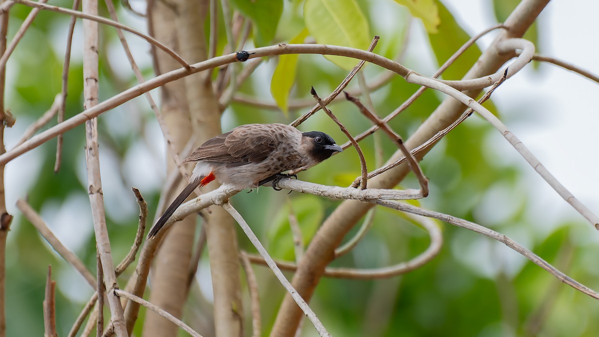 Red-vented Bulbul - ML620132790
