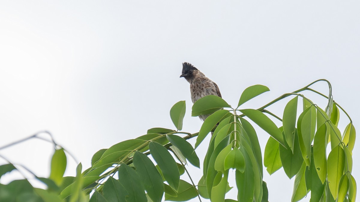 Red-vented Bulbul - ML620132792