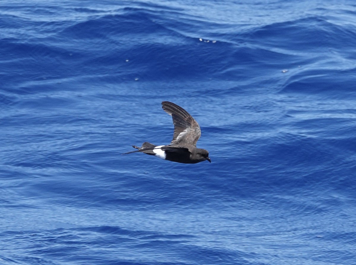 Wilson's Storm-Petrel - ML620132810