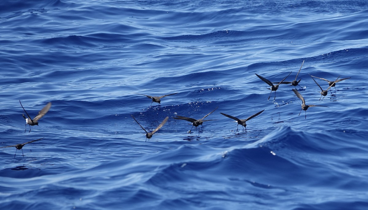黃蹼洋海燕 - ML620132816