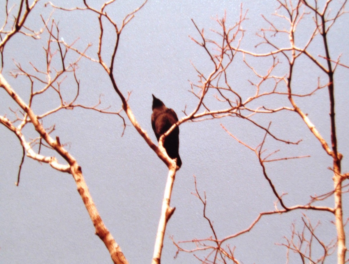 American Crow - ML620132818
