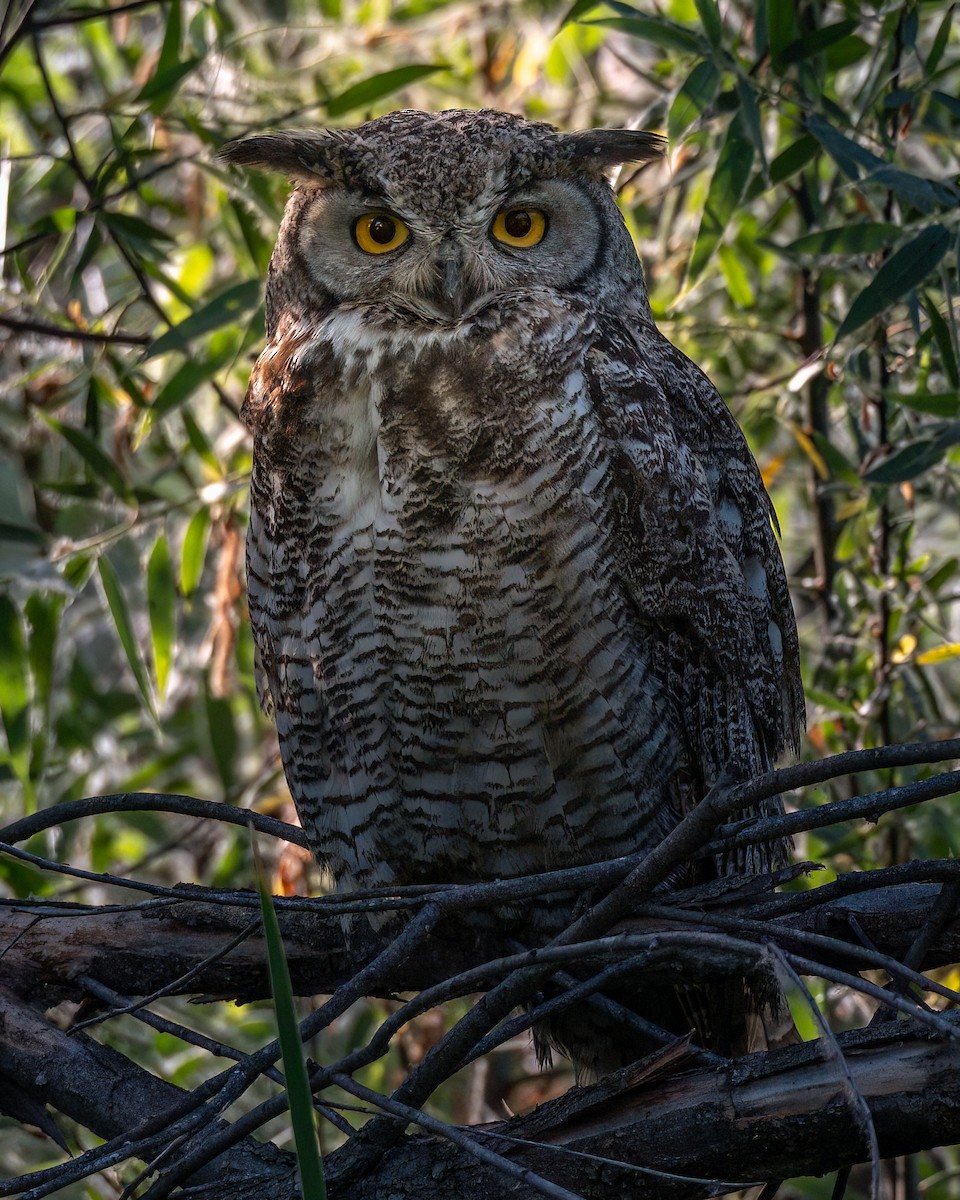 Great Horned Owl - ML620132824