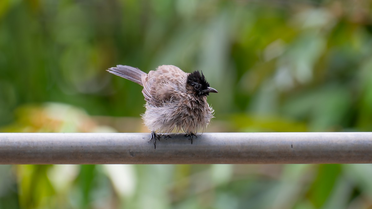Red-vented Bulbul - ML620132826