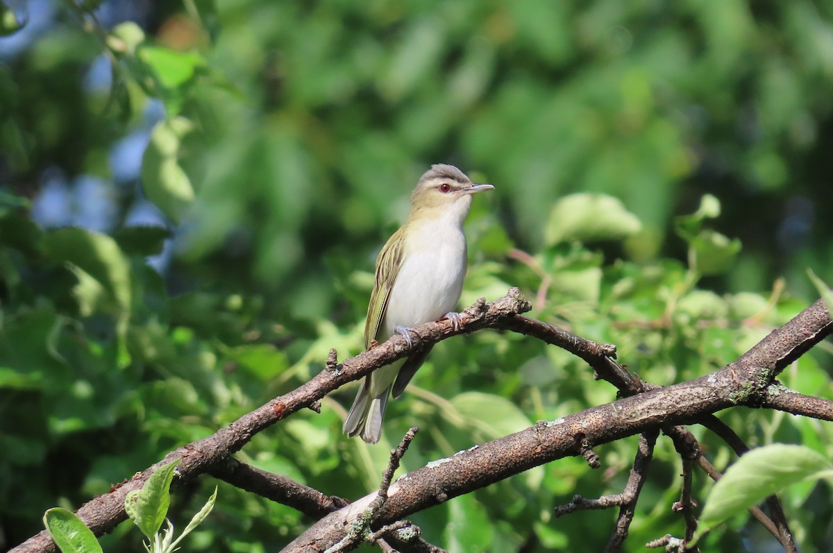 rødøyevireo - ML620132835