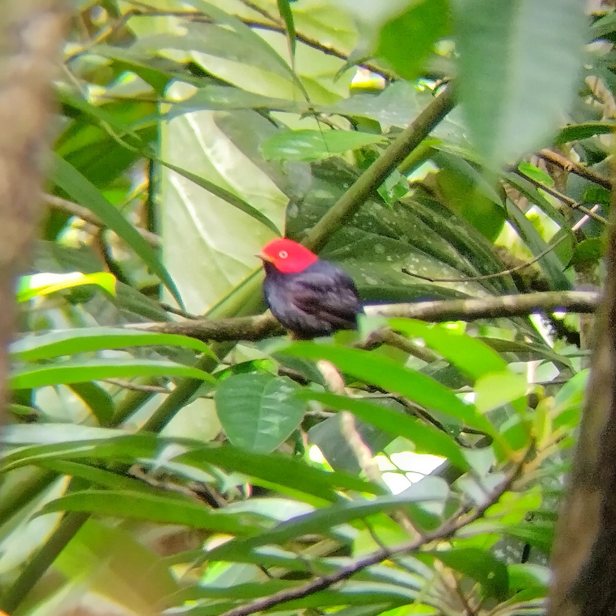 Red-capped Manakin - ML620132839