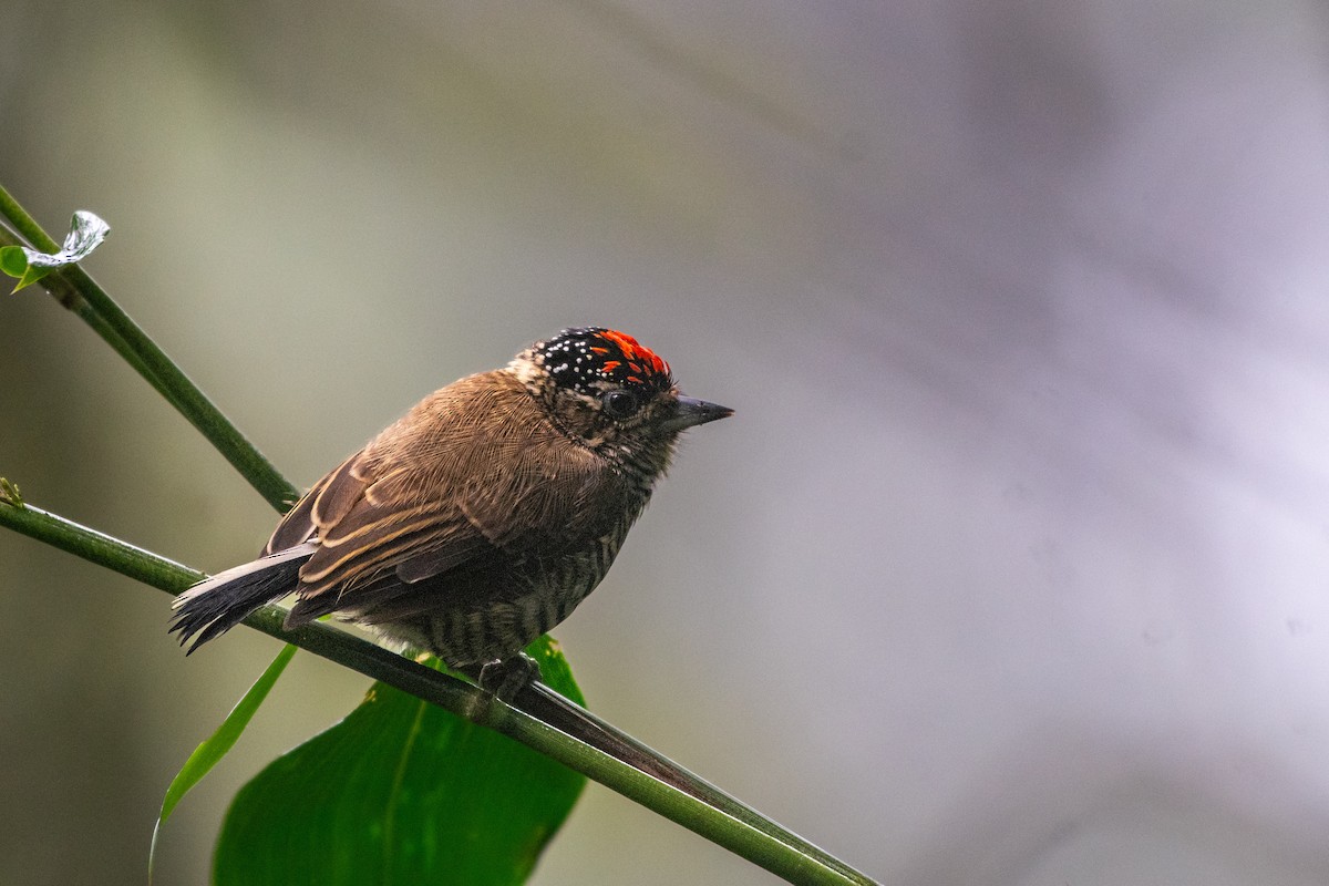 White-barred Piculet (White-barred) - ML620132841