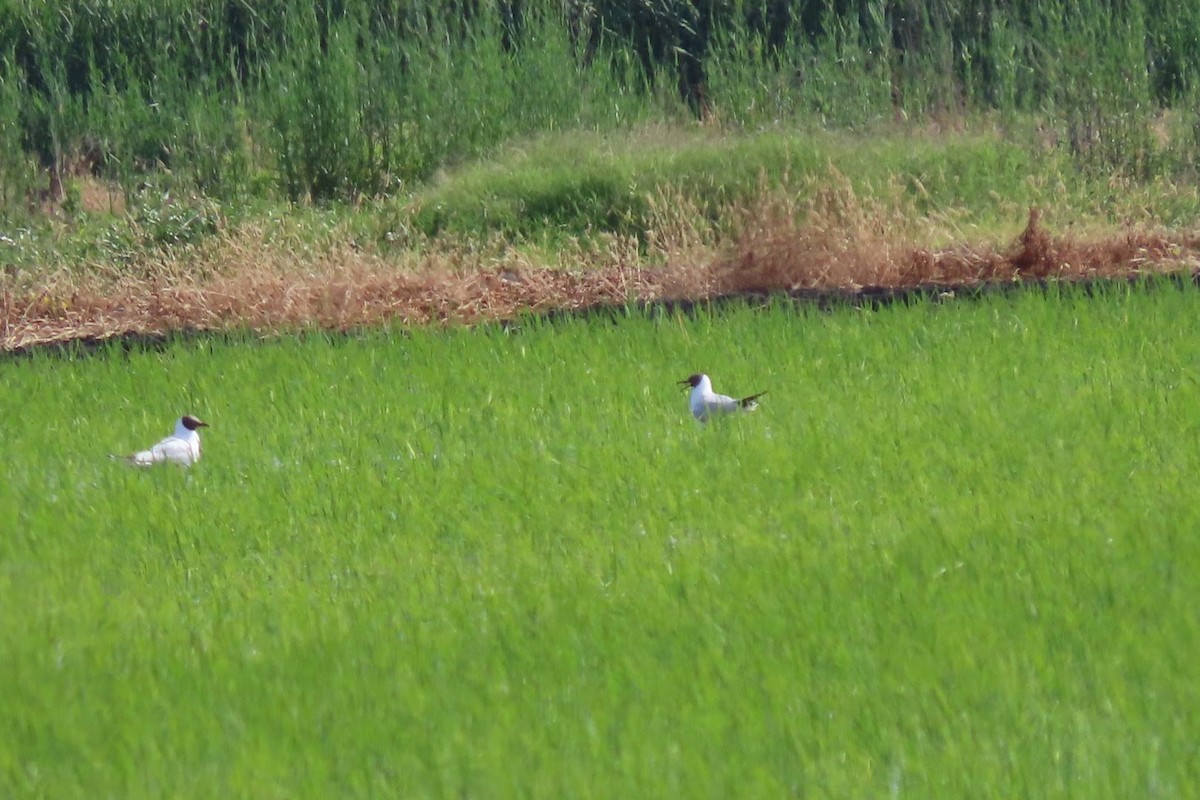 Black-headed Gull - ML620132846