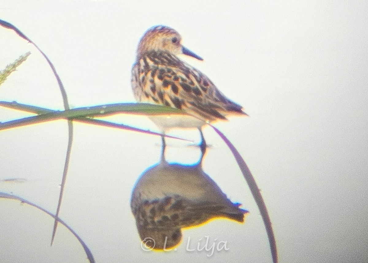 Semipalmated Sandpiper - ML620132853