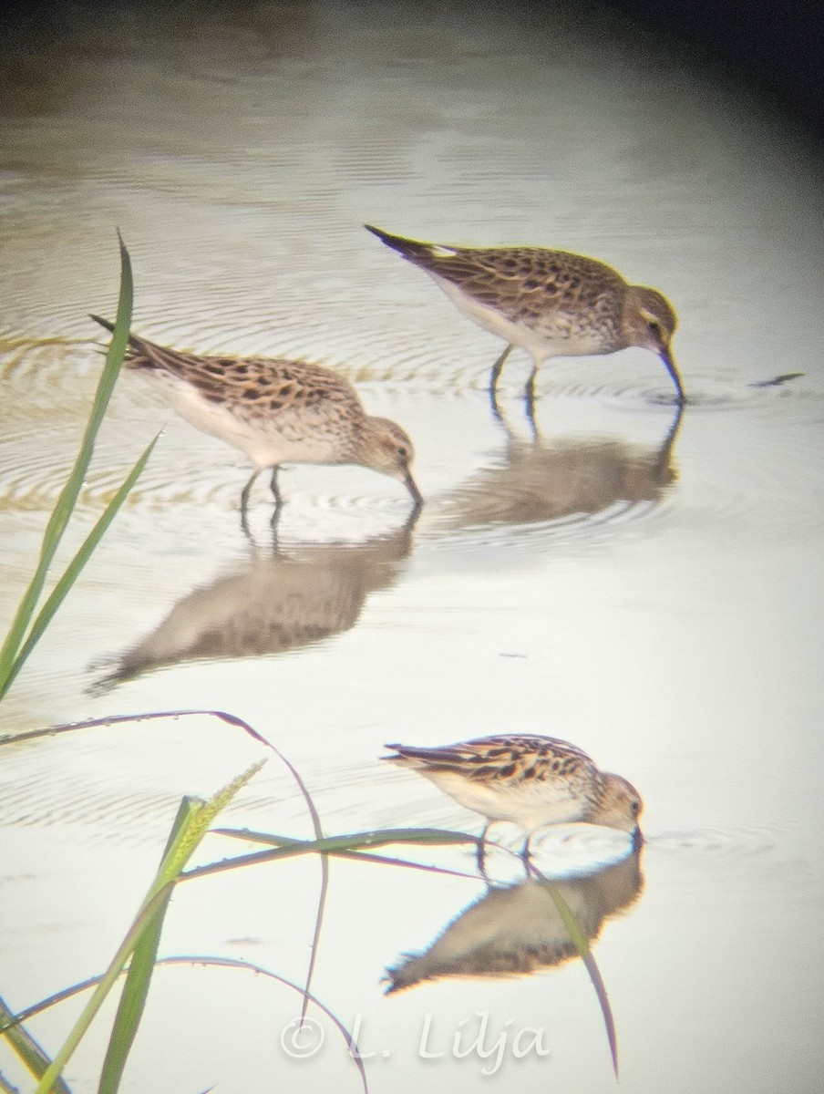 Semipalmated Sandpiper - ML620132859