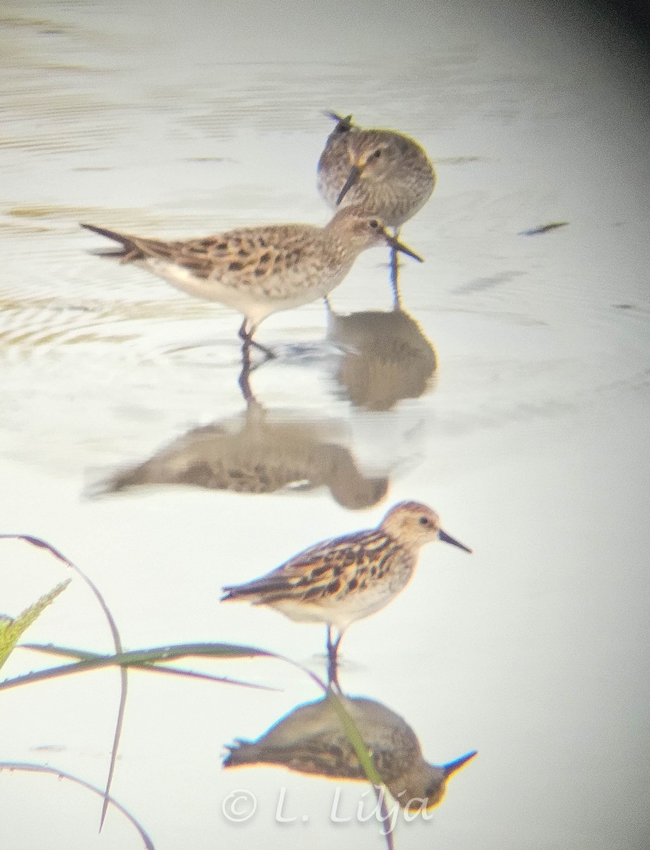 Semipalmated Sandpiper - ML620132860