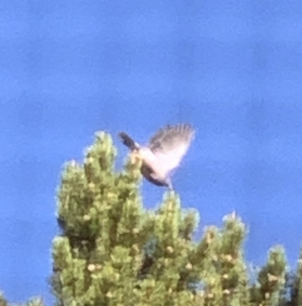 Полосатохвостый голубь - ML620132861