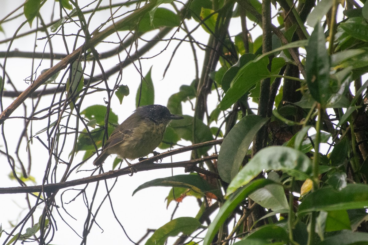 Fleckenbrust-Ameisenvogel - ML620132863