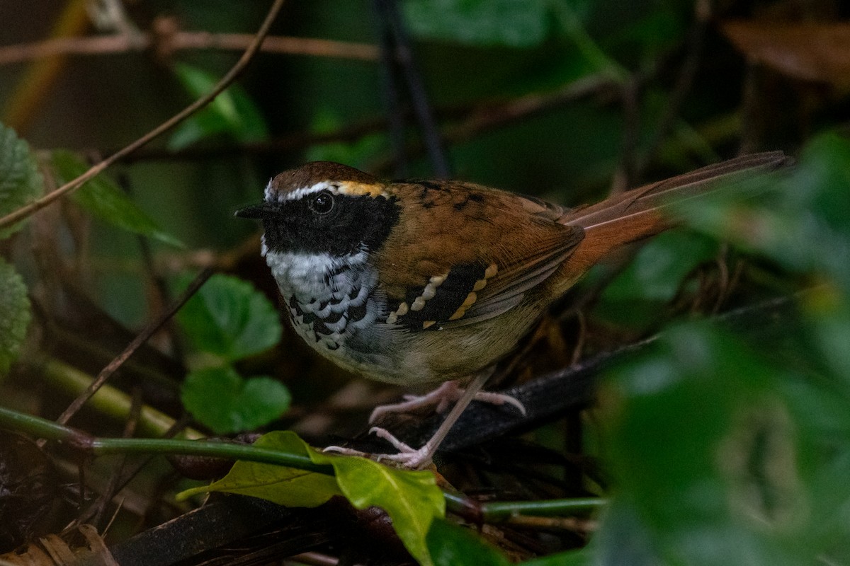 White-bibbed Antbird - ML620132873