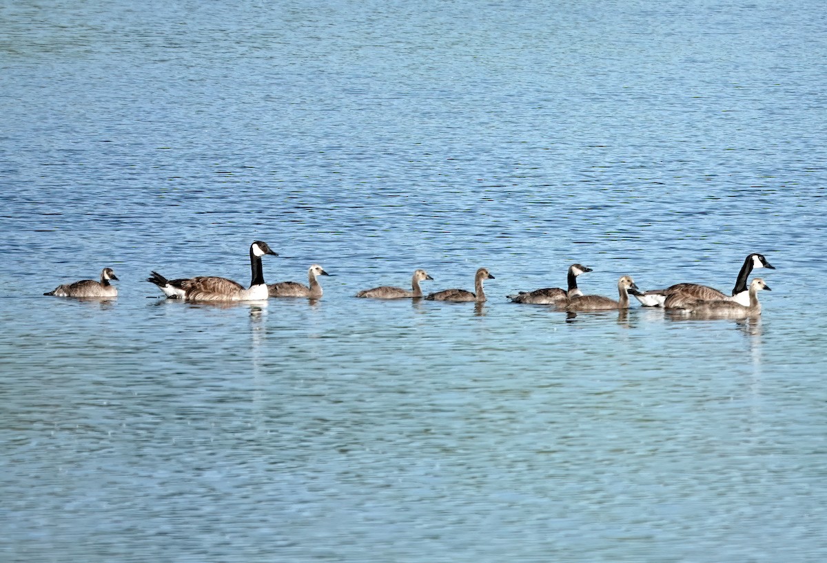 Canada Goose - ML620132879