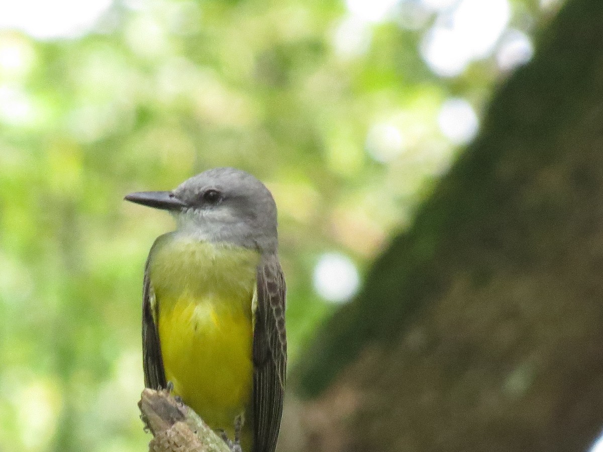 Tropical Kingbird - ML620132886