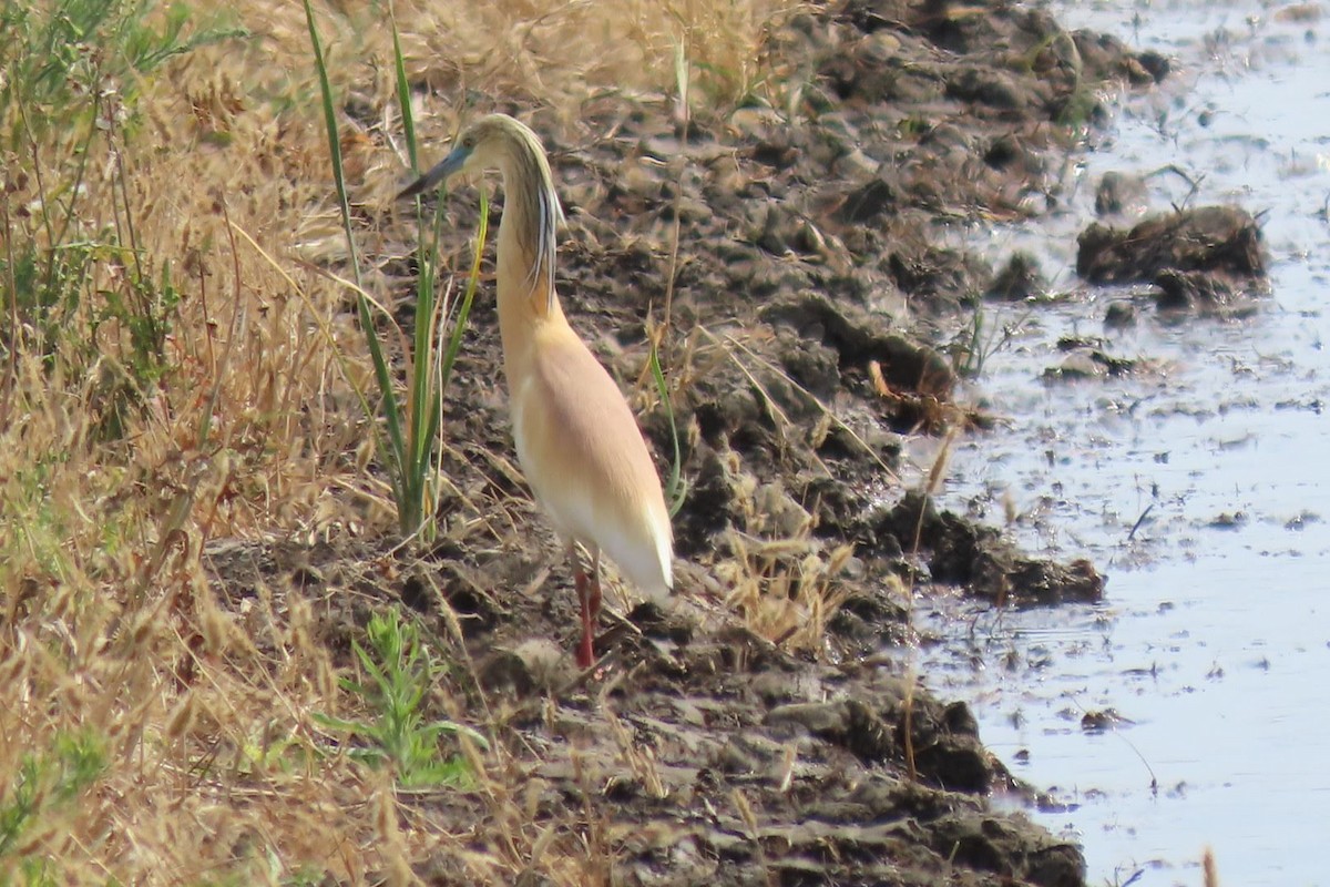 Squacco Heron - ML620132893