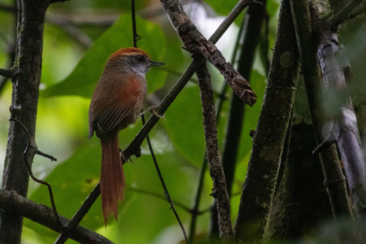Rufous-capped Spinetail - ML620132906