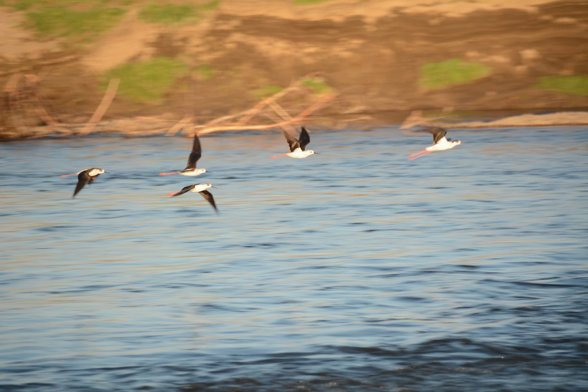 Black-winged Stilt - ML620132908