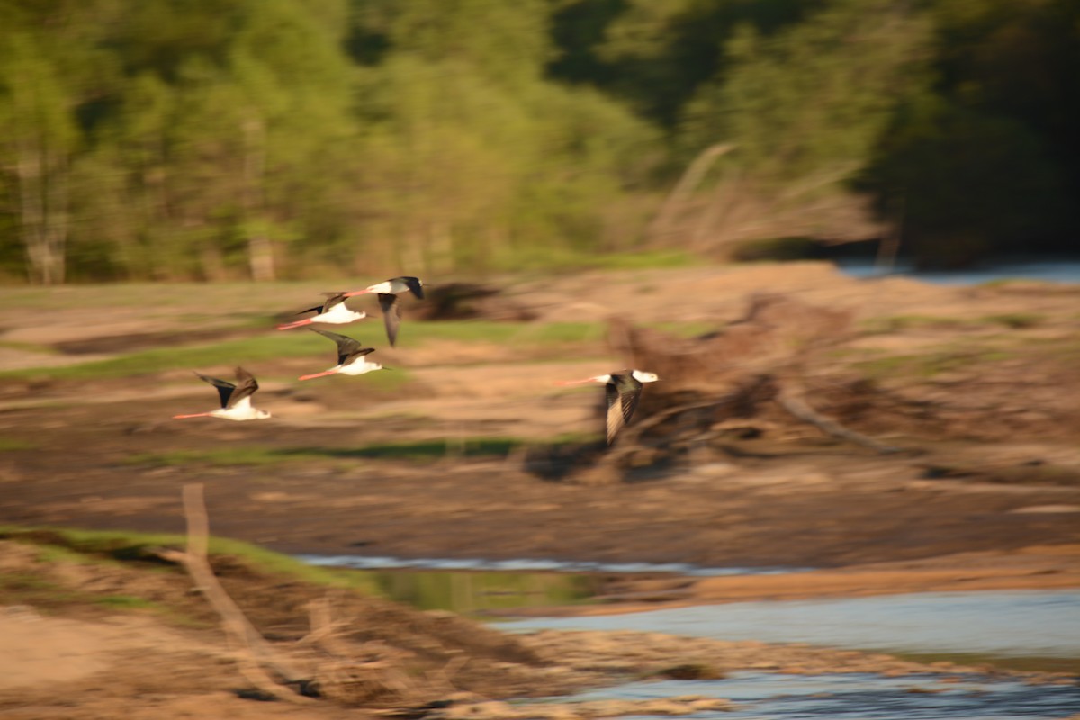 Black-winged Stilt - ML620132909