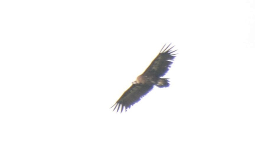 Cinereous Vulture - ML620132912