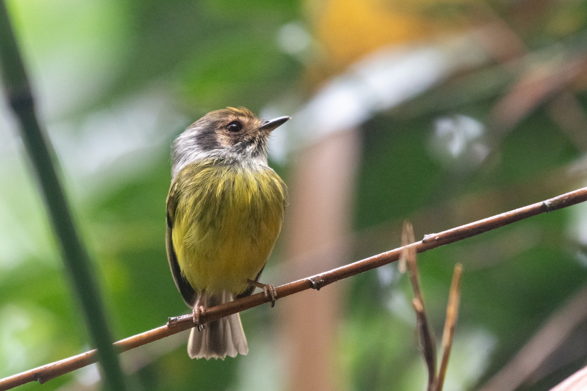 Eared Pygmy-Tyrant - ML620132915