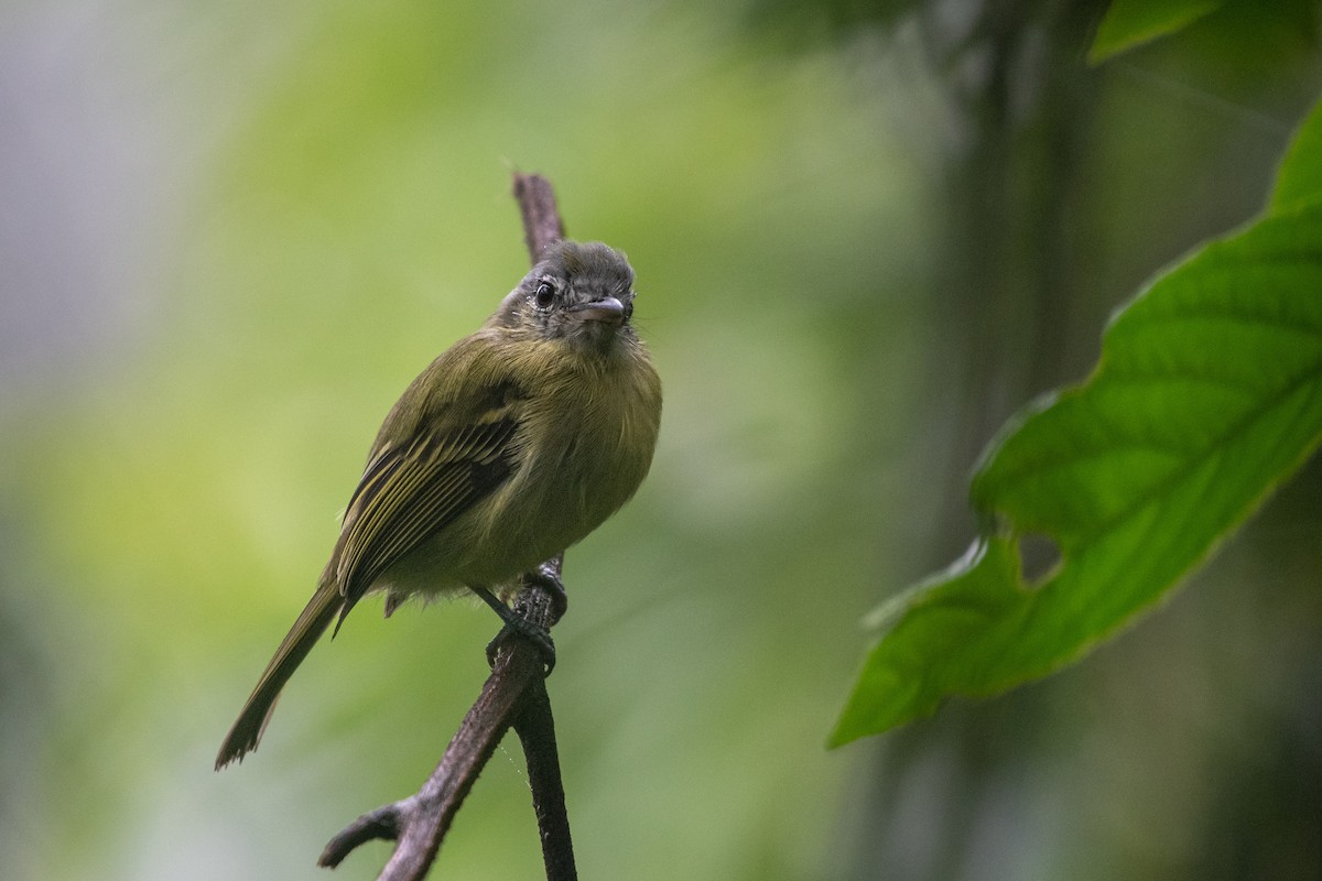 Sepia-capped Flycatcher - ML620132919